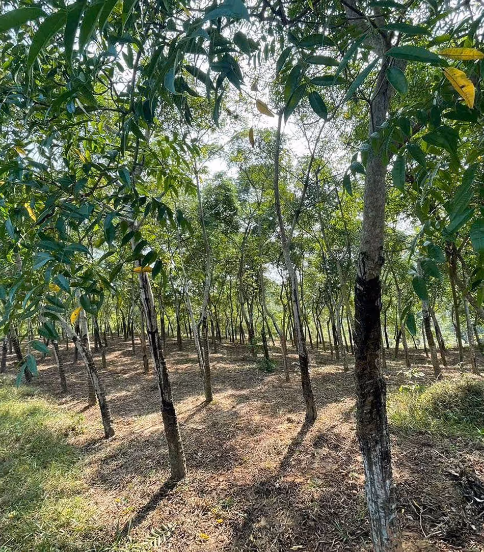 ”son ta” tree - Toxicodendron vernicifluum (Son Ta Phu Tho - Rhus Succedanea paint in Phu Tho)