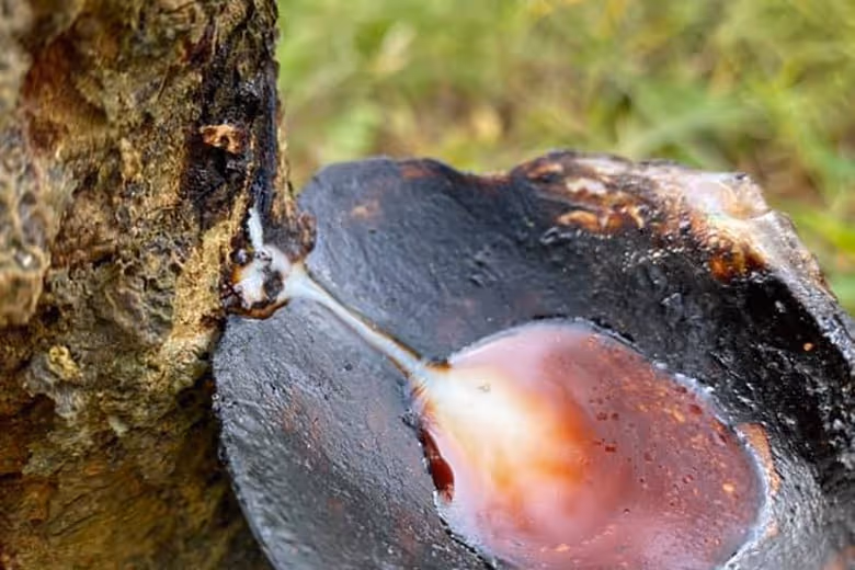 Lacquer Tree Resin (Son Ta Phu Tho - Rhus Succedanea paint in Phu Tho)